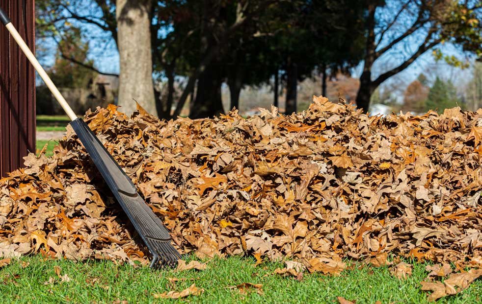 spring-and-fall-cleanup-greenfield-lawn