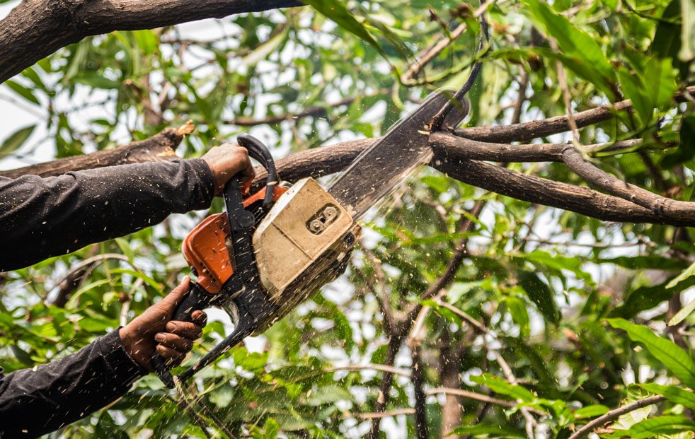 tree-trimming-greenfield-lawn