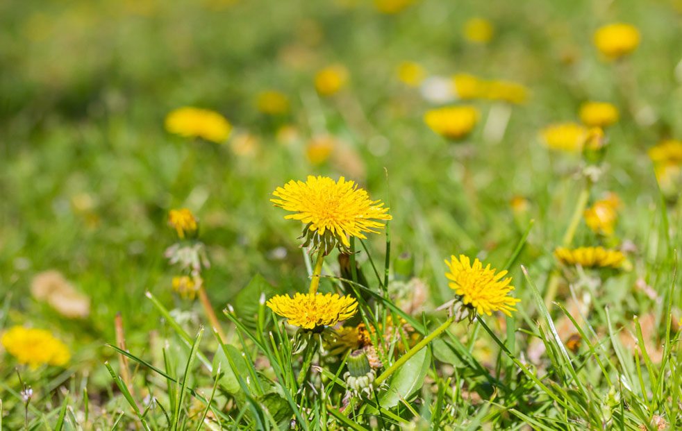 weed-control-greenfield-lawn